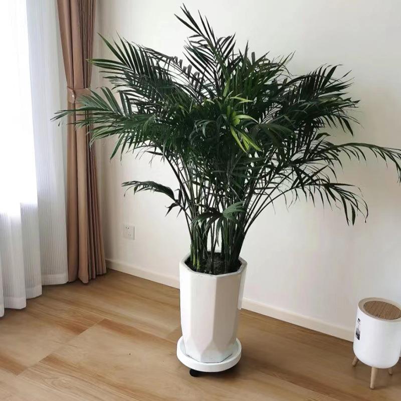 甲醛客厅散尾葵植物盆栽凤尾竹焕琦富贵椰子室内绿植办公室花卉吸
