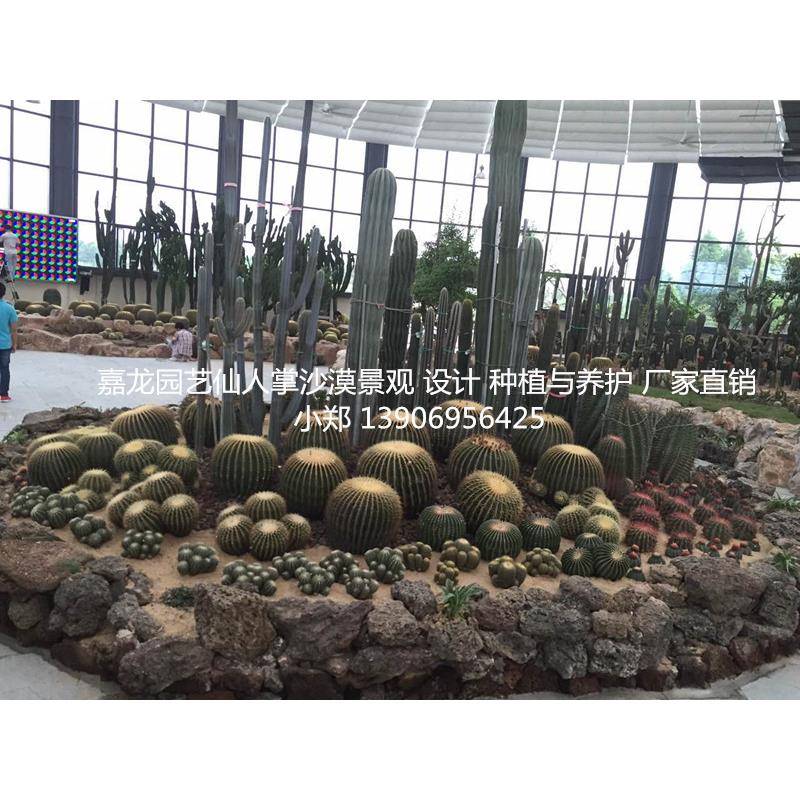 仙人掌温室园林景观工程案例大戟阁巨鹫玉现代观光园多浆植物