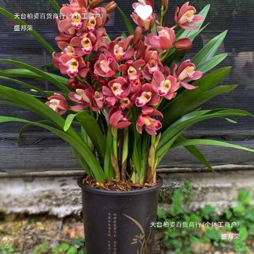 翁源兰花大花蕙兰多品种带多花浓香过年红花喜庆室内绿植花卉盆栽