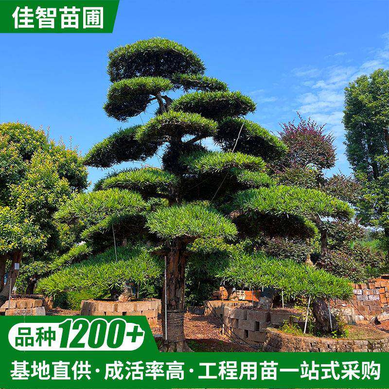 型造树罗汉松庭院盆景乔木苗木绿化树风景树园林别墅基地大量