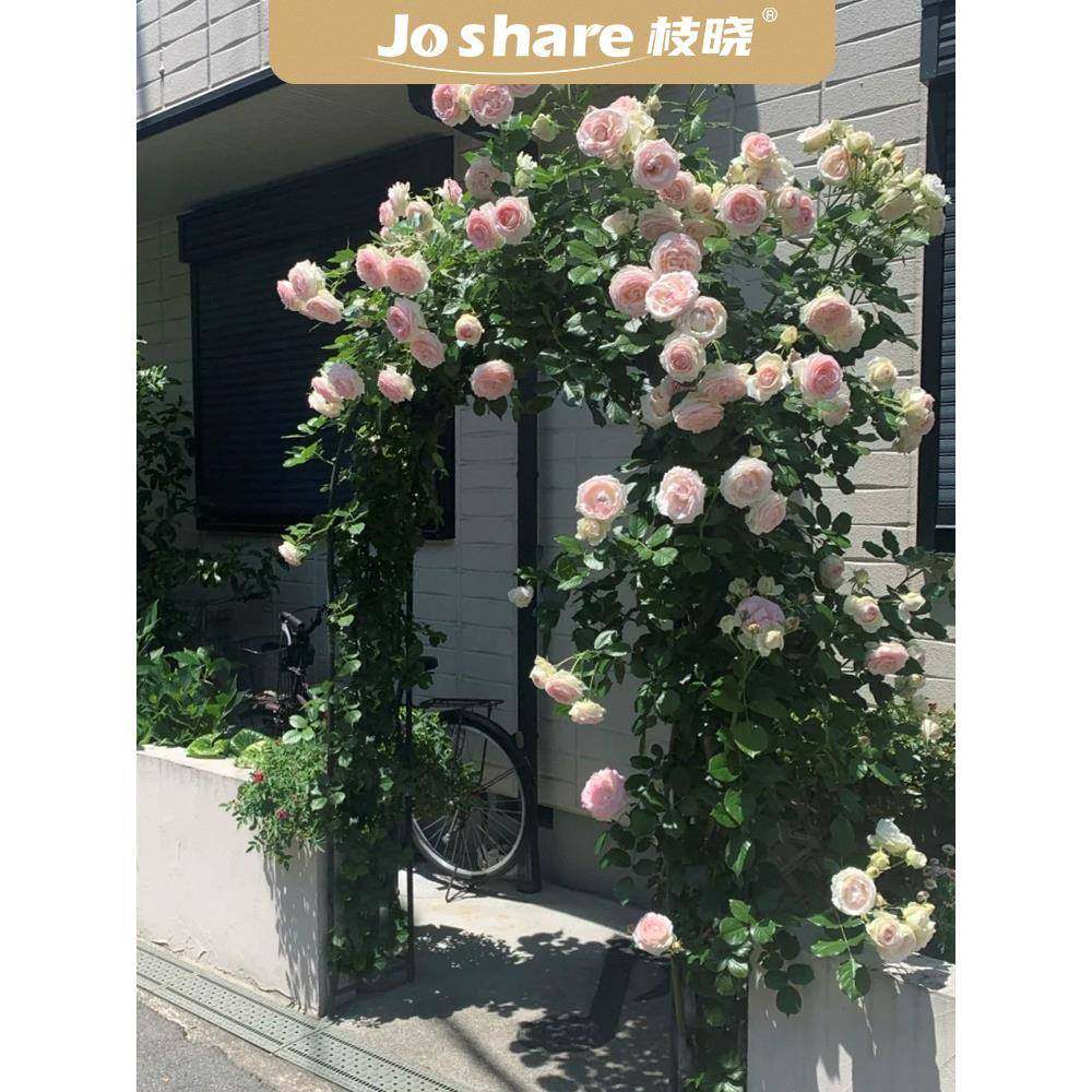 枝晓拱门花架蔷薇花爬藤架月季花爬架藤本紫藤风车茉莉庭院藤架