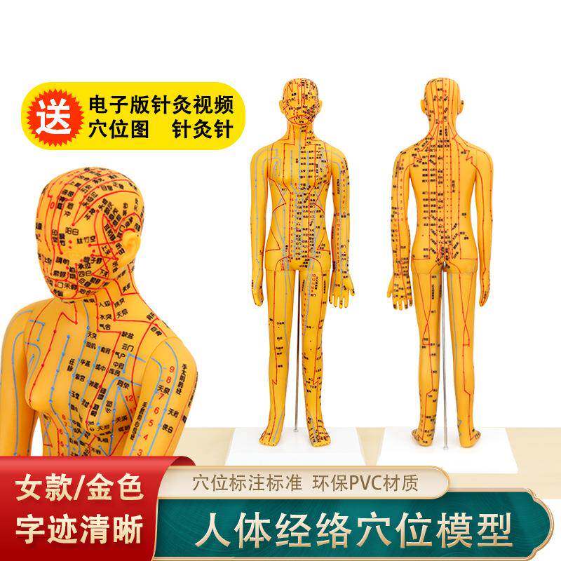 珞亚山川女模型铜色人体穴位模型人体经络模型人体穴位模型女模型