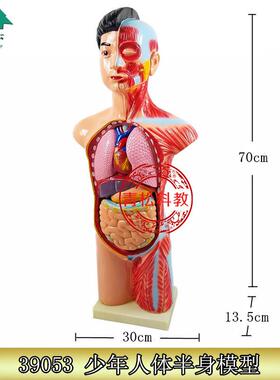 09533少年人体半身模型人体39053模型生物教学模型头颈躯干模型