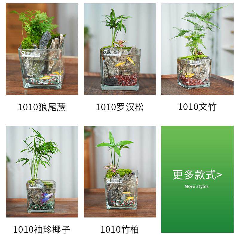 1010狼尾蕨罗汉松文竹袖珍椰子竹柏水陆生态杯办公室客厅盆栽