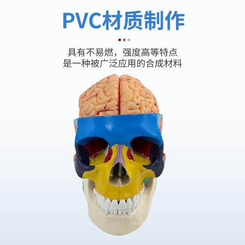 彩色头骨带色颅颈360椎及脑模型人体头骨1性分离1：上色区分区域