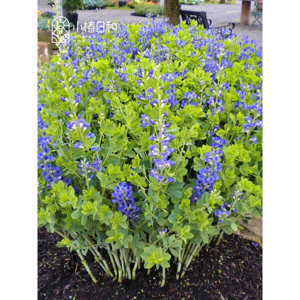 小椿日和澳洲蓝豆赛靛花露台花园花境耐旱耐寒花卉宿根植物盆栽