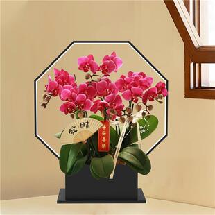 新中式蝴蝶兰花盆花架简约轻奢年宵花盆栽仿真植物花盆玄关摆件