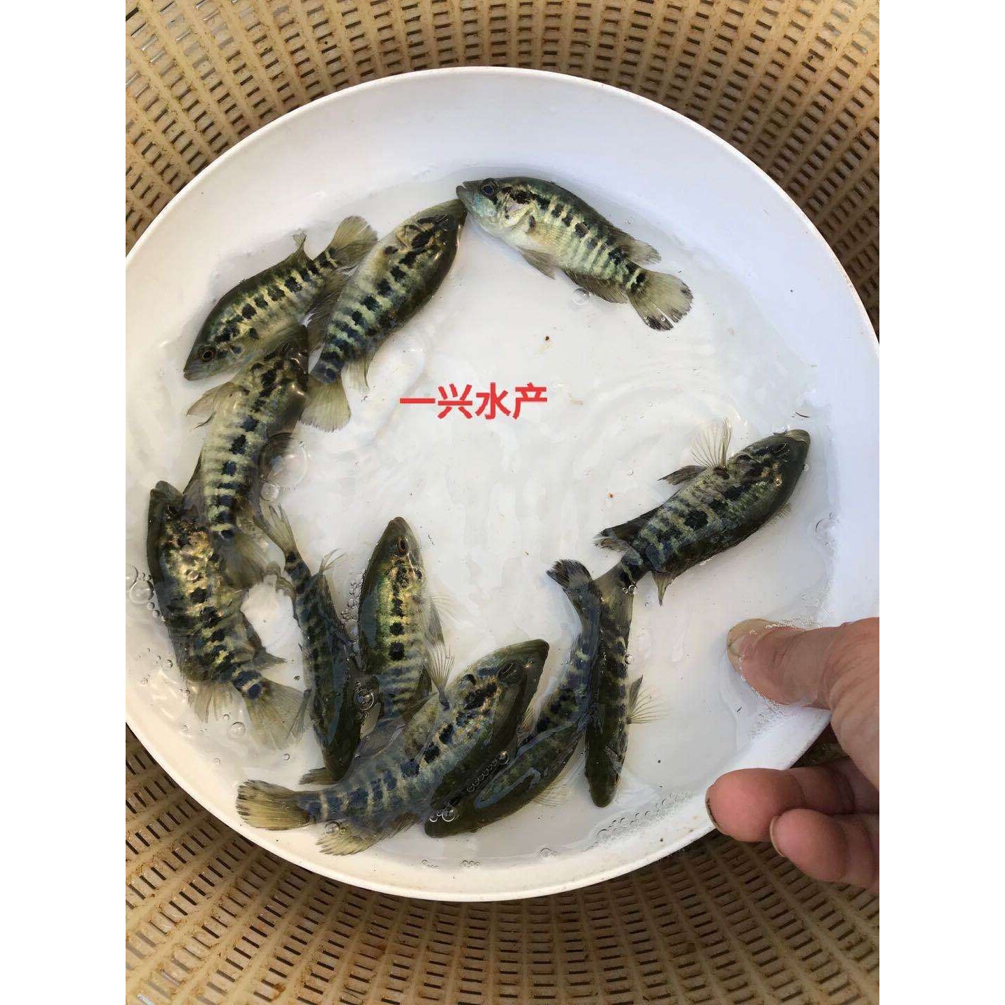淡水石斑鱼 苗鱼 淡水花斑鱼苗 石斑鱼苗 好养殖食用鱼 桂花鱼苗