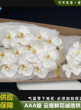 白色蝴蝶兰鲜花基地直批兰花婚庆酒店装饰花材V3大白A级切花
