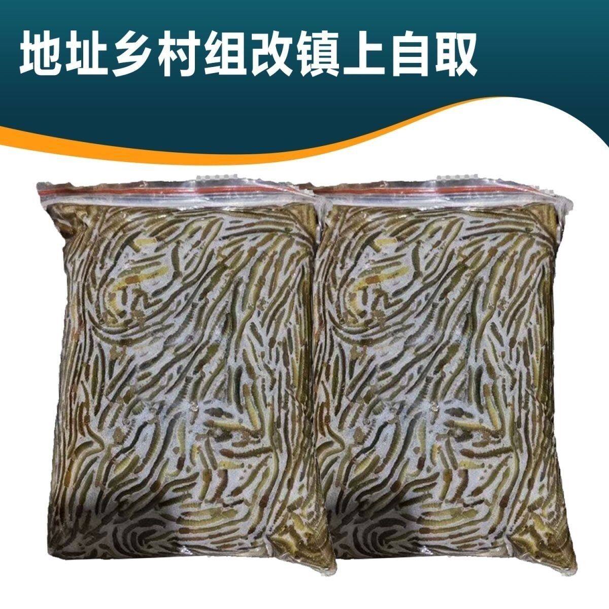 鲜活青蚯蚓蚯蚓活饵24小时内发货死亡包赔送营养土