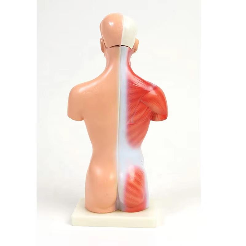 理月人体102内脏剖模型医教具构器官系统结躯干学人体模型28解CM