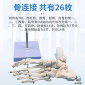 1脚关节模型脚部骨骼模关节自然大足骨脚381足骨脚部解剖结构型