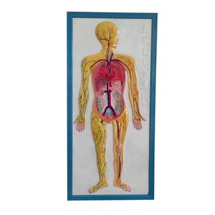 人体血液循环系统模型