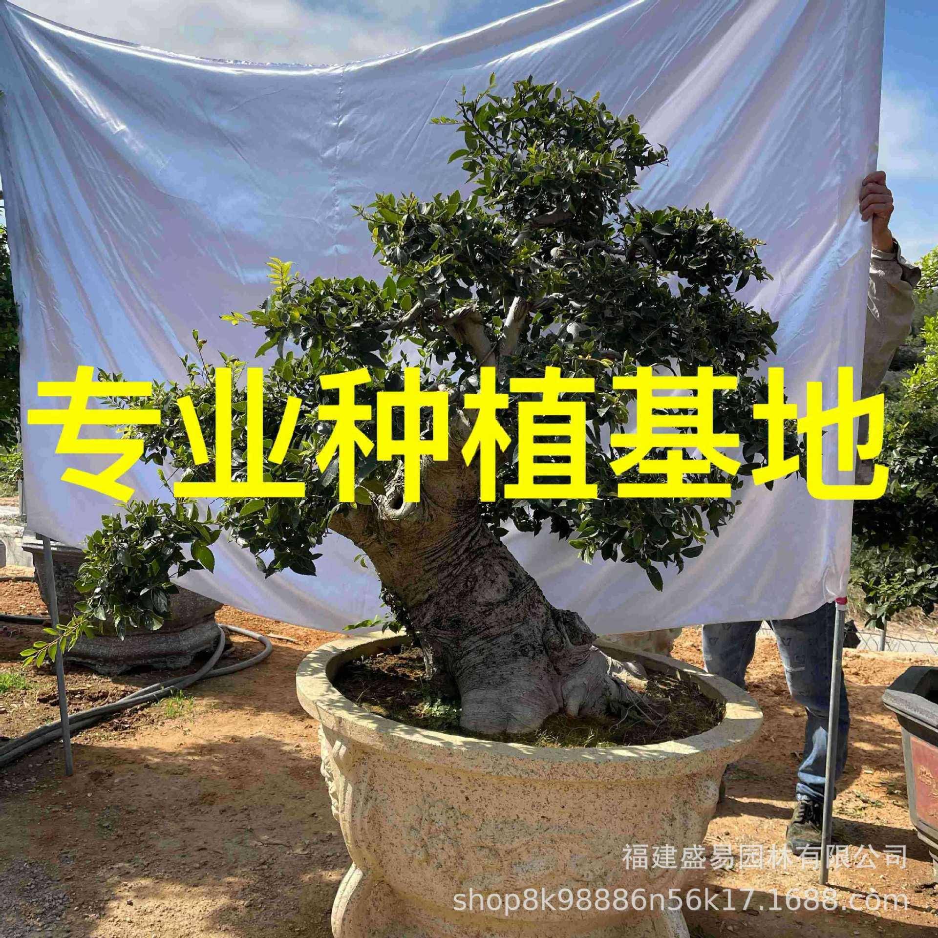 福建朴树桩景丛生朴树价格大型朴树盆景供应公园别墅造景