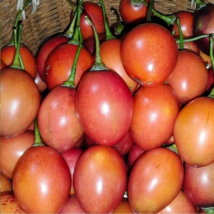 云南特产大树番茄洋酸茄小番茄鸡蛋果农产品新鲜蔬菜蕃茄凉拌,水产肉类/新鲜蔬果/熟食,番茄,淘宝优惠券,粉丝福利购,淘宝优惠卷