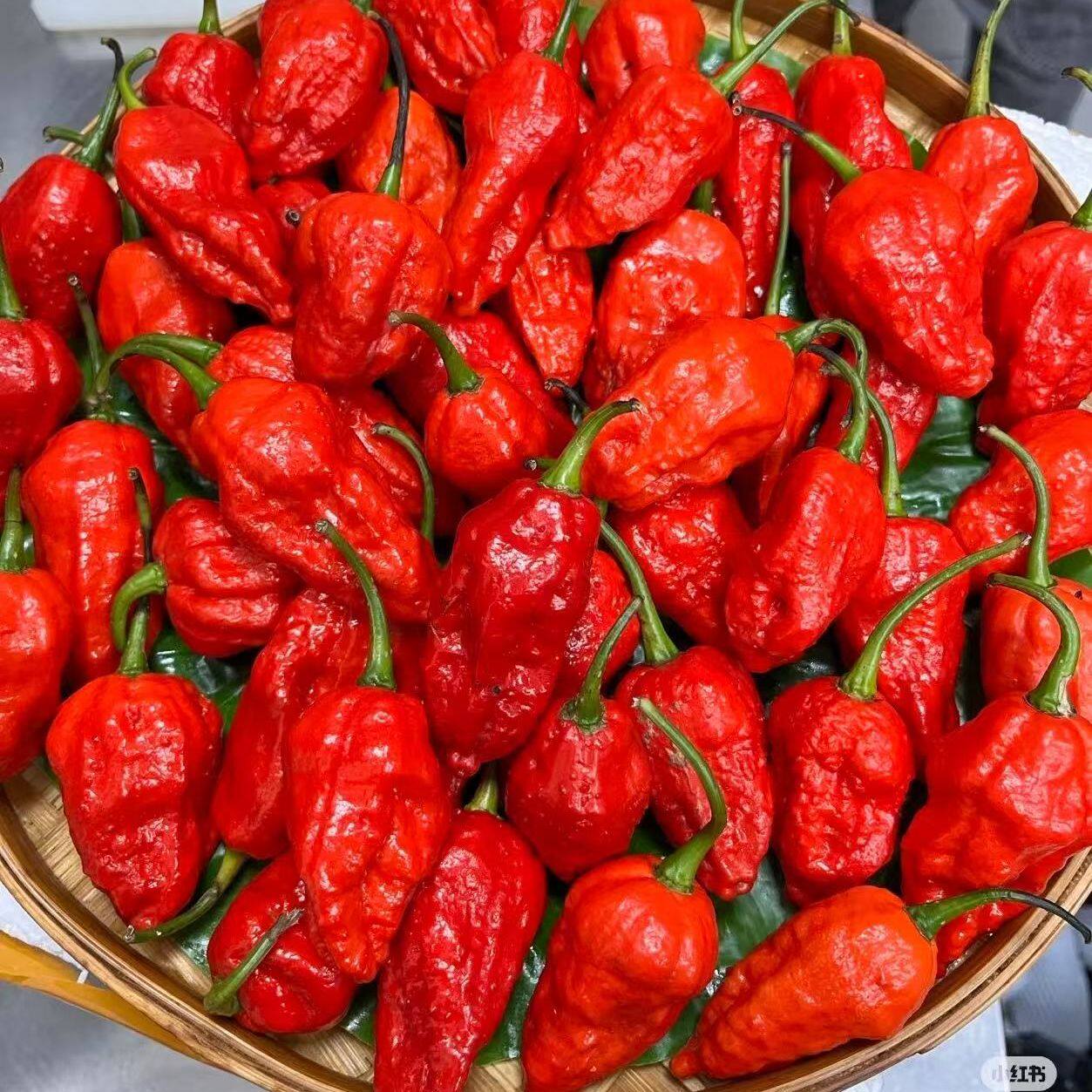 云南芒市新鲜特辣魔鬼辣椒