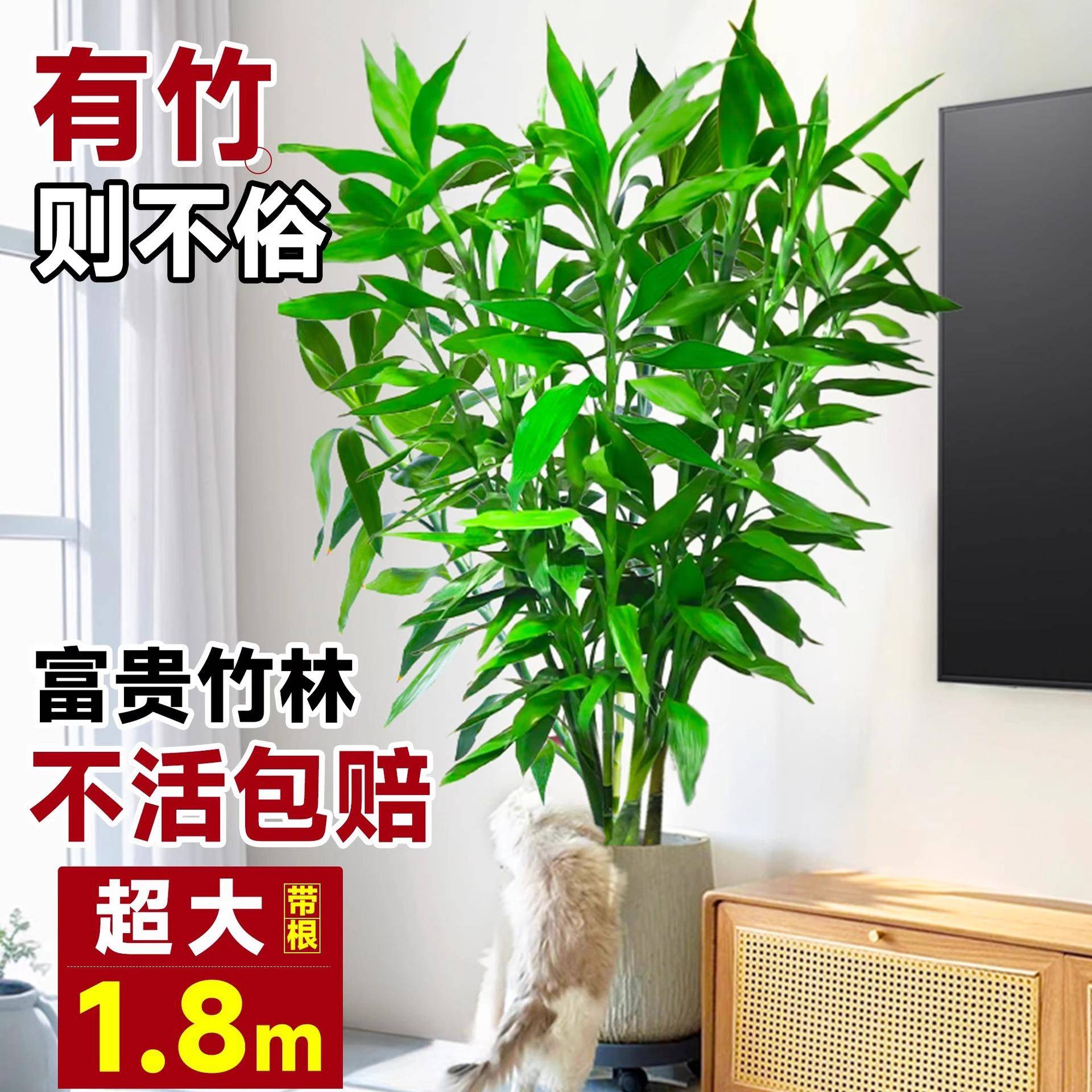 室内大型富贵竹植带根水养节节高厅大客栽招财盆水培物好养活QFO