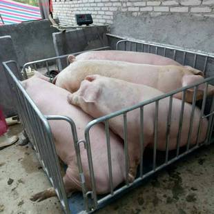 带P771 秤 3t动物 围栏称1猪牛羊子地磅吨 亚津电防滑畜牧秤