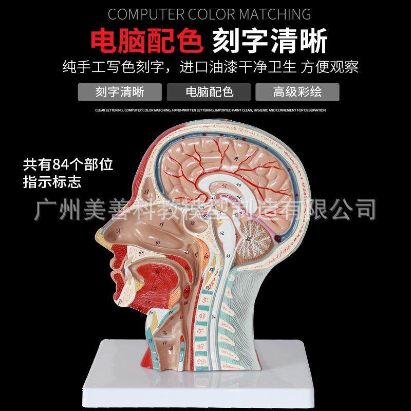 头部矢状断593层解剖头鼻模颈部解剖耳喉科模型大脑模型头浅表型,文具电教/文化用品/商务用品,教学标本/模型,淘宝优惠券,粉丝福利购,淘宝优惠卷