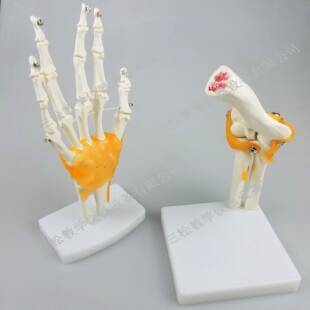 人体六功能脚关大节模型膝关节肩肘EMH髋手关节关节附韧带模型