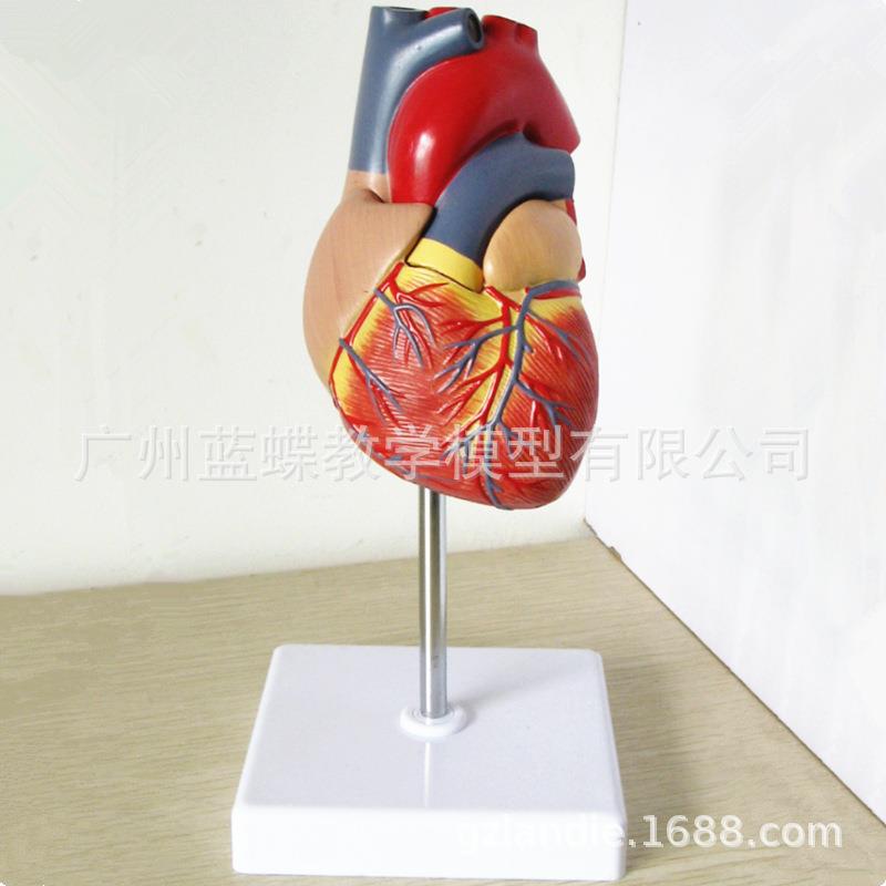 自然大心脏解剖模型彩超医B学人体心脏标教学（707无识超款）