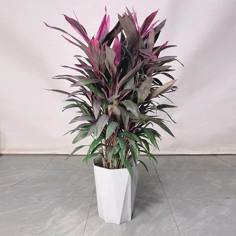 红叶朱蕉盆栽客厅除甲醛绿植大型室内好养活水培红叶铁植物