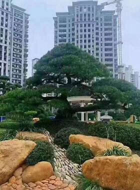 然天黄蜡240428石原石鱼池石假山造景石黄色头驳岸石草坪点林缀园