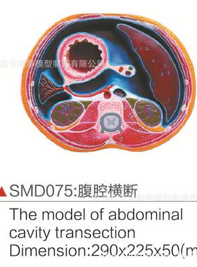 SMD075腹腔横断