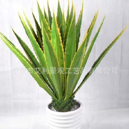 大龙舌兰家居室内花卉绿植落地盆栽假树植物装饰树