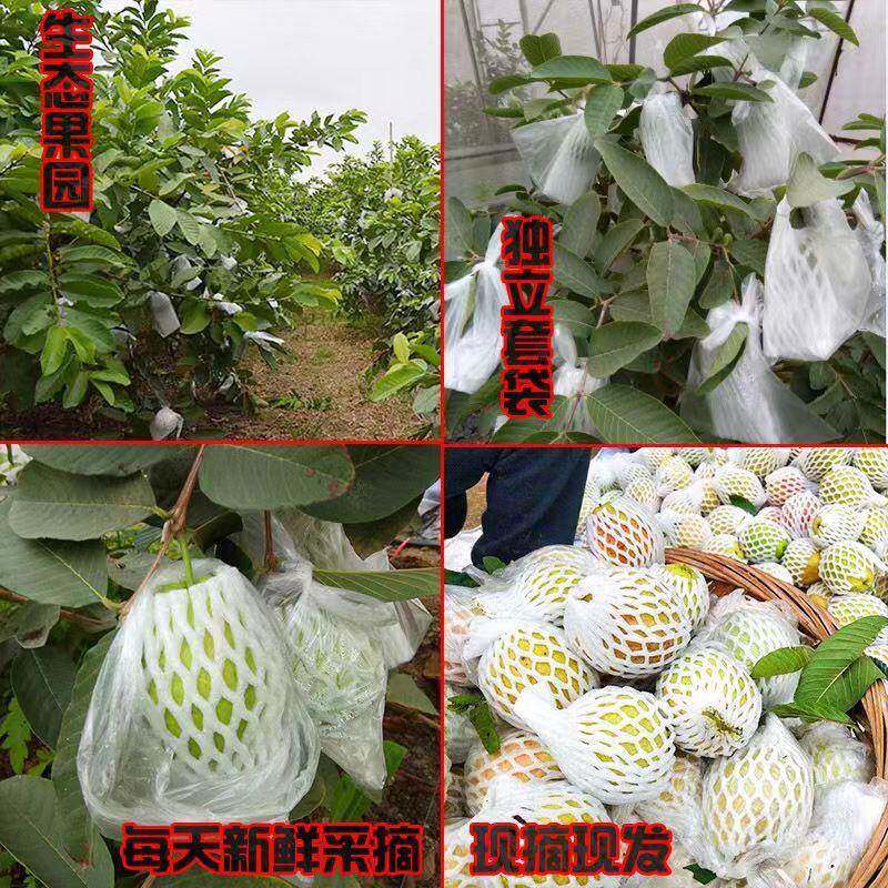 广西番石榴红/心/芭乐新鲜水OFC果清甜口软糯香脆甜135/9斤包邮