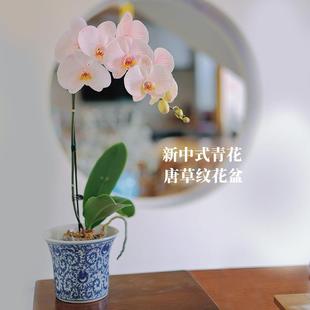 青花瓷唐草纹仿古陶瓷花纹四方陶瓷花盆家用绿萝蝴蝶兰花盆盆栽盆