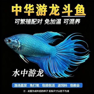无纹蓝帝王蓝斗鱼小观赏鱼中国斗鱼游龙淡水冷水鱼活体好养活耐活