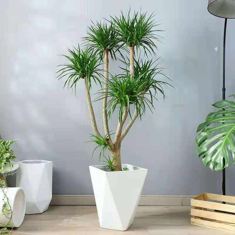 绿植龙须树多头龙血树龙铁树室内客厅盆栽花卉植物办公室盆景发财