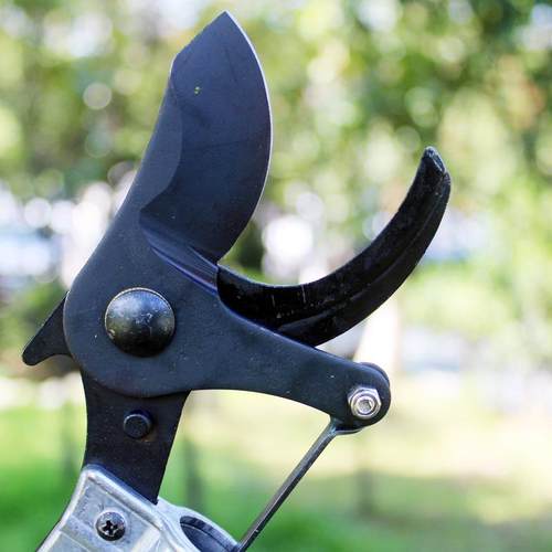 园林高枝粗枝剪高剪树枝枝枝剪修果BVD枝剪高空剪绿化大力剪剪