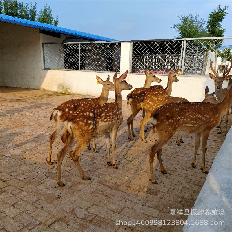 家养观赏小梅花鹿一只种梅花鹿养殖场 生态园观赏成年鹿