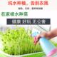 豆苗芽苗育苗盘豆芽E2exibNF培发芽盆无土栽设备水培菜蔬菜神种植