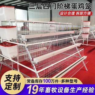 养场用a型式阶梯RQL蛋笼多层阶梯鸡笼养鸡设备母鸡自动滚蛋鸡鸡笼