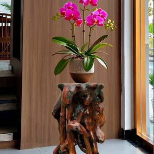 根雕花座架树根创意盆景底实书房客厅870落木地式 花架