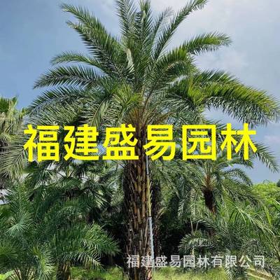 中东海枣银海枣报价棕榈中东海枣树银海枣价格银海枣