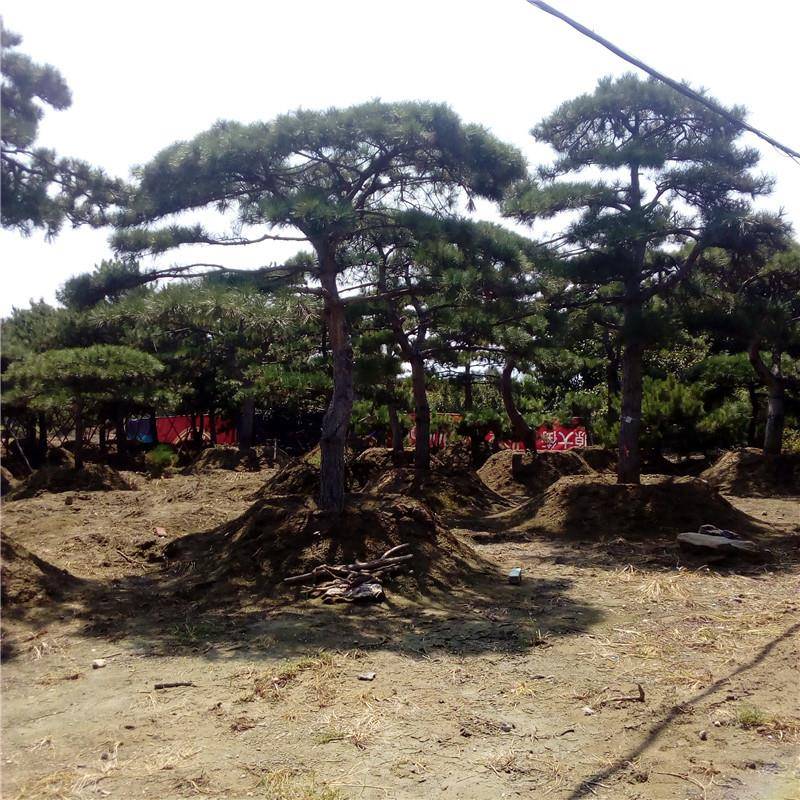 山东造型油松价格造型黑松造型龙柏造型金叶榆造型小叶女贞造型松