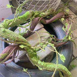 2米嫩系叶青苔树藤仿真泡藤条森橱造窗景装饰枯发树枝爬myj藤超逼