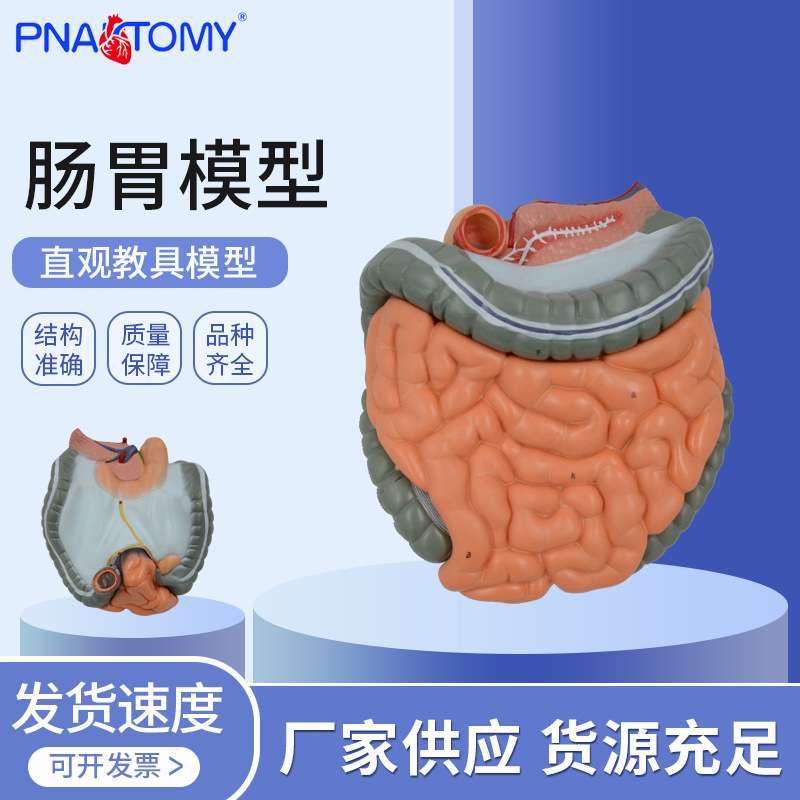 供应可拆卸肠胃模型 人体消化系统模型大肠 盲肠 人体内脏构造