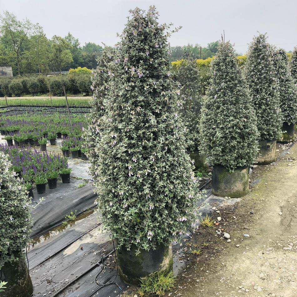 水果兰塔形成都园林绿化苗木花境植物造型植物绿植盆栽花卉