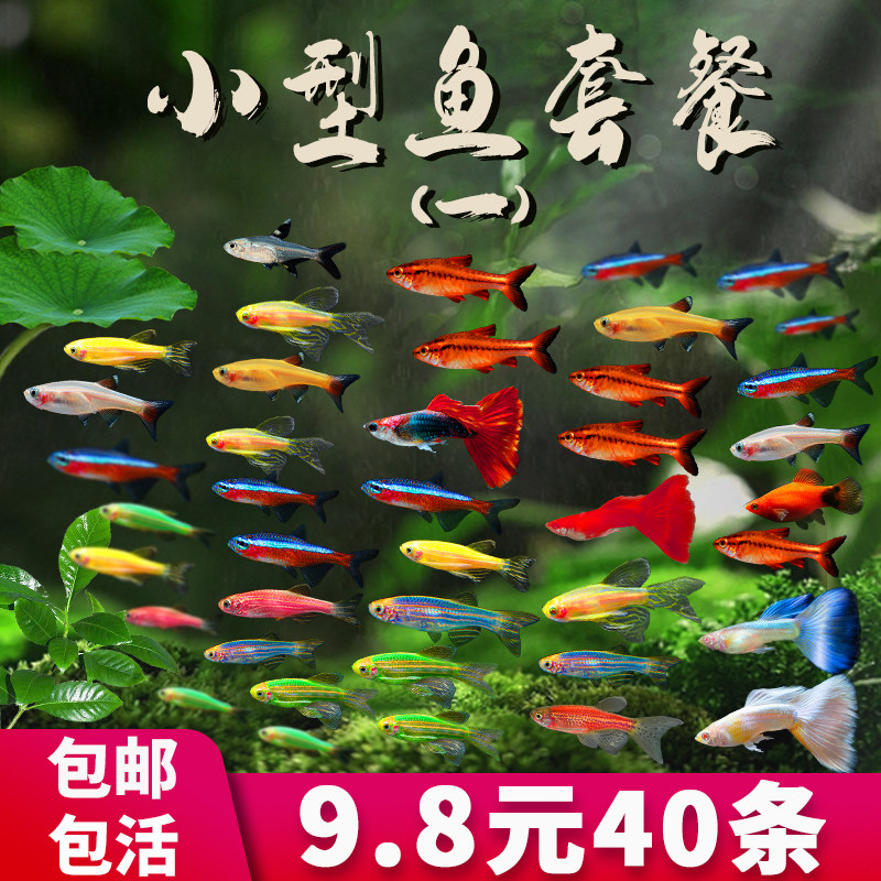 热带纯种精品孔雀鱼活体观赏鱼热带鱼小型淡水鱼孕母好养耐活凤尾