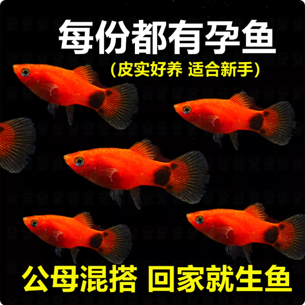 米奇胎生鱼直接生小鱼新手红色小鱼皮球鱼玛丽球孔雀好养生崽狂魔