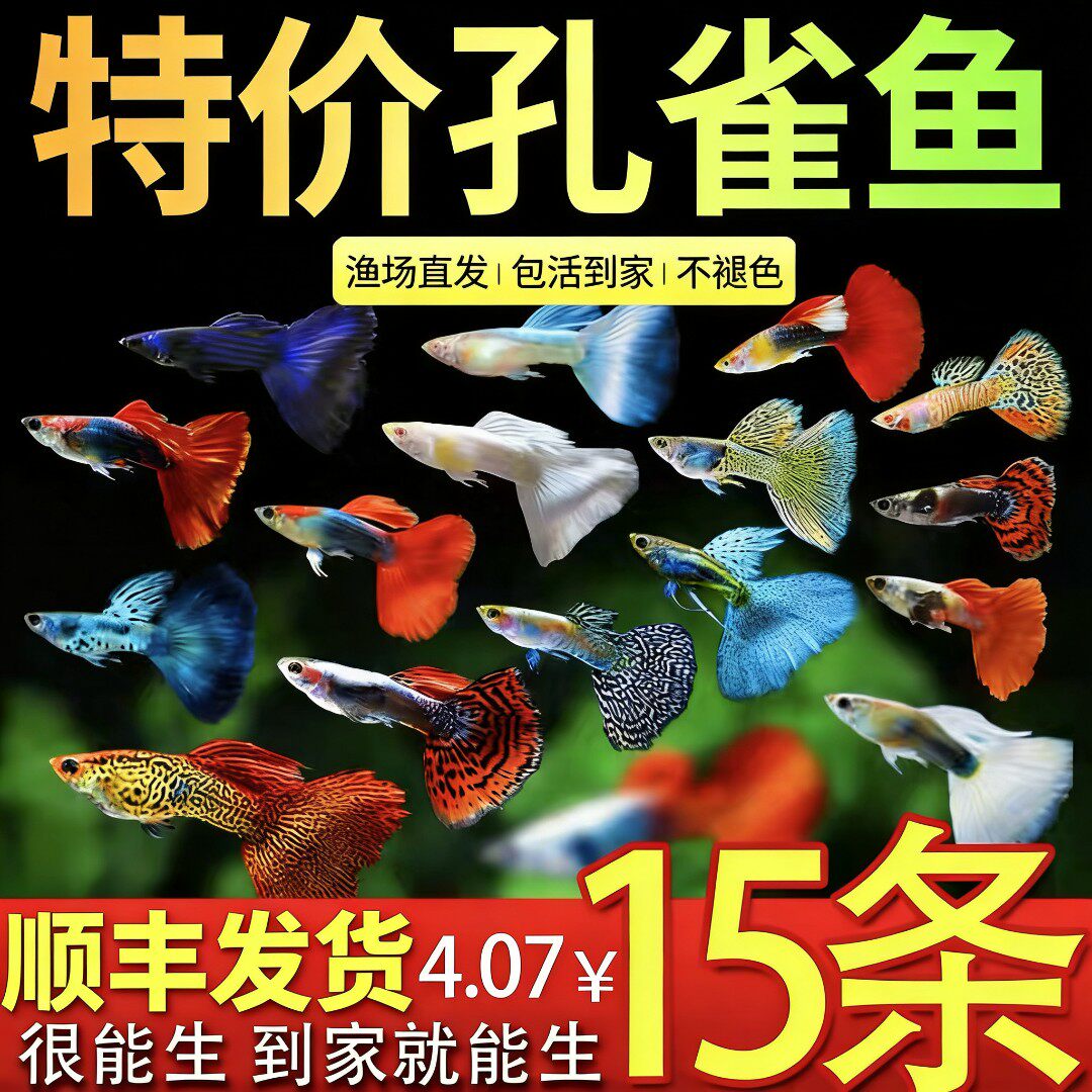 精品孔雀鱼热带纯种活鱼苗淡水小型好养易观赏鱼胎生凤尾鱼灯科鱼