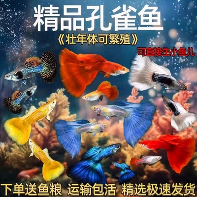 60条纯种孕母孔雀鱼好养热带