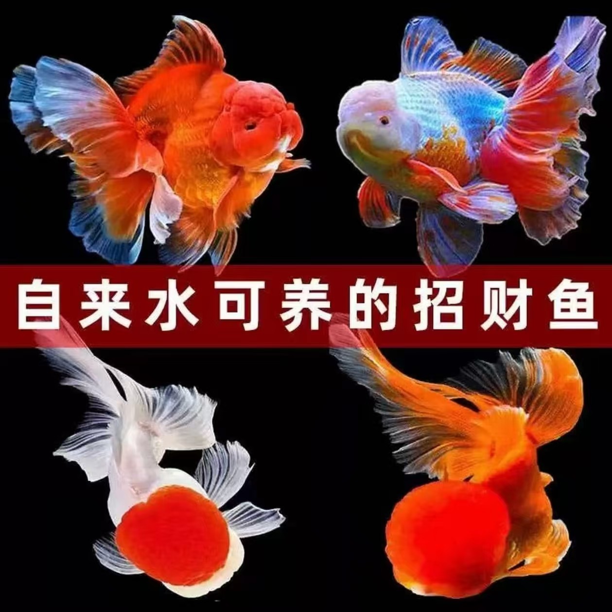 精品金鱼观赏鱼招财鱼兰寿丹顶红鸿运当头金鱼活体鱼缸小鱼冷水鱼