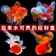 精品金鱼观赏鱼招财鱼兰寿丹顶红鸿运当头金鱼活体鱼缸小鱼冷水鱼