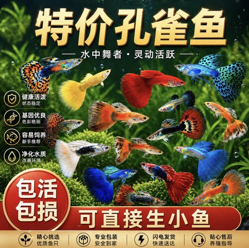 孔雀鱼活体小型热带淡水好养